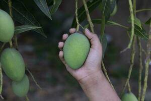 tomar de las manos crudo verde mango en el colgando árbol rama foto