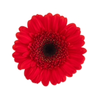 Red gerbera flower isolated on a transparent png background. Stock photo