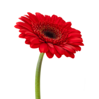 Red gerbera flower isolated on a transparent png background. Stock photo