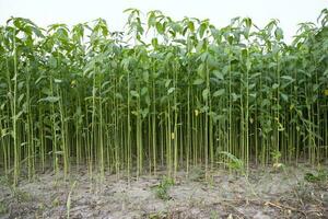 yute plantas creciente en un campo en el campo de Bangladesh foto