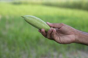 Hand-holding raw green pointed gourd with a Shallow depth of field. selective Focus photo