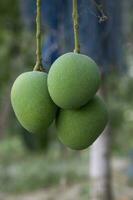 Fresh Raw Three Green Mango hinging In the Tree Branch. Selective Focus photo