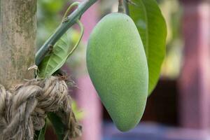 Fresh Raw  Green Mango hinging In the Tree Branch. Selective Focus photo