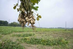 one bunch of peanuts with a blurred green background in the field. Selective focus photo