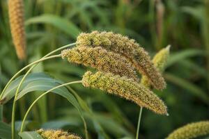 millet spike with Shallow depth of field. selective Focu photo