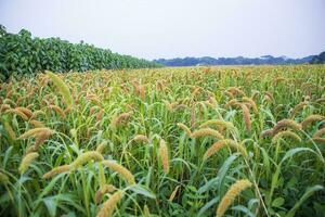 Raw Ripe millet crops in the field agriculture landscape view photo