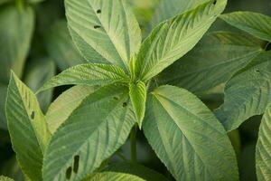 Natural green Jute Leaves Close-up photos in the field of Bangladesh