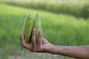 Hand-holding raw green pointed gourd with a Shallow depth of field. selective Focus photo