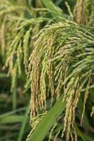 de cerca atención grano arroz espiga cosecha agricultura paisaje ver foto