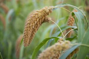 millet spike with Shallow depth of field. selective Focu photo