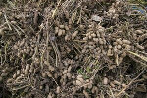 Stacked harvest peanuts in the soil in the field photo