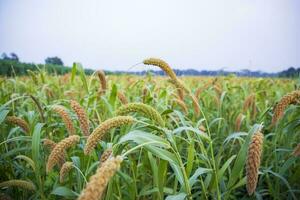 Raw Ripe millet crops in the field agriculture landscape view photo