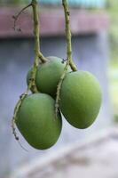 Fresh Raw Three Green Mango hinging In the Tree Branch. Selective Focus photo