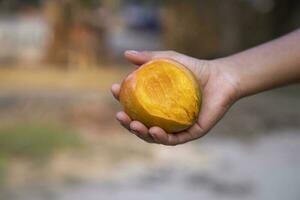 Hand-holding  mango bite on blurred background, Selective focus with shallow depth of field photo