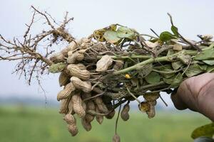 one bunch of peanuts with blurred background. Selective focus photo