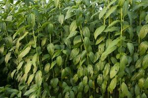 yute plantas creciente en un campo en el campo de Bangladesh foto