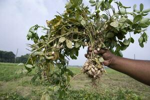 peanut on farmer's hand in the field. Agriculture harvest concept photo