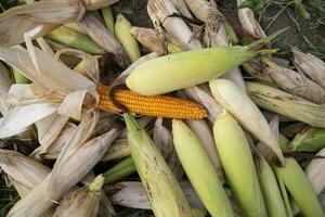 an agriculture texture background concept of ripe organic Corn cobs in the field photo