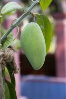 Fresh Raw  Green Mango hinging In the Tree Branch. Selective Focus photo