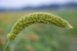 millet spike with Shallow depth of field. selective Focu photo