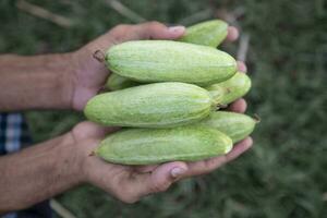 Farmer Hand-holding some raw green pointed gourd. selective Focus photo