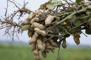 one bunch of peanuts with blurred background. Selective focus photo