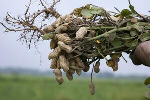 one bunch of peanuts with blurred background. Selective focus photo