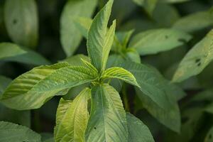 Natural green Jute Leaves Close-up photos in the field of Bangladesh