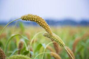 millet spike with Shallow depth of field. selective Focu photo