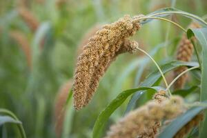 millet spike with Shallow depth of field. selective Focu photo