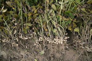 apilado cosecha miseria en el suelo en el campo foto