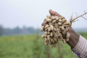 Farmer hand-holding peanut harvest in the field photo