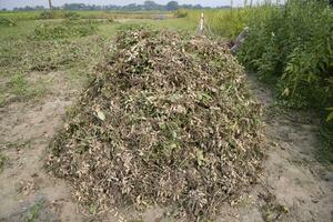 apilado pila de cosecha miseria en el suelo en el campo foto