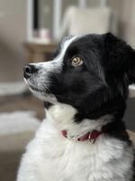 Mini Australian Shepherd or Border Collie Dog Portrait photo