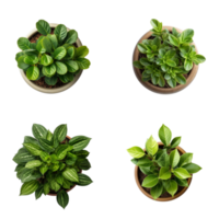 Top view set of various potted house plants on transparent background. template for interior scene. ai generated png