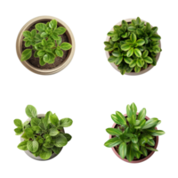 Top view set of various potted house plants on transparent background. template for interior scene. ai generated png