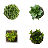 Top view set of various potted house plants on transparent background. template for interior scene. ai generated png