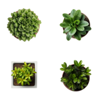 Top view set of various potted house plants on transparent background. template for interior scene. png