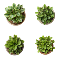 Top view set of various potted house plants on transparent background. template for interior scene. ai generated png