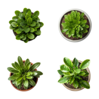 Top view set of various potted house plants on transparent background. template for interior scene. ai generated png