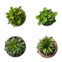 Top view set of various potted house plants on transparent background. template for interior scene. ai generated png