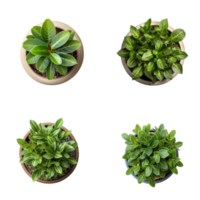 Top view set of various potted house plants on transparent background. template for interior scene. ai generated png