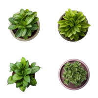 Top view set of various potted house plants on transparent background. template for interior scene. ai generated png