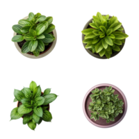 parte superior ver conjunto de varios en conserva casa plantas en transparente antecedentes. modelo para interior escena. ai generado png