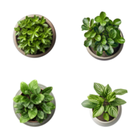 Top view set of various potted house plants on transparent background. template for interior scene. ai generated png