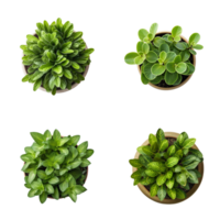 Top view set of various potted house plants on transparent background. template for interior scene. ai generated png