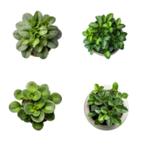 Top view set of various potted house plants on transparent background. template for interior scene. ai generated png