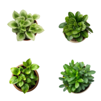 Top view set of various potted house plants on transparent background. template for interior scene. ai generated png