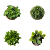 Top view set of various potted house plants on transparent background. template for interior scene. ai generated png