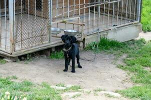 A small black dog on a chain stands near the enclosure photo